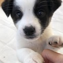 お問い合わせがあり一旦停止