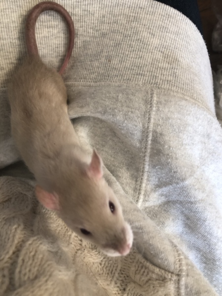 ファンシーラット 赤ちゃん  里親募集 サムネイル7