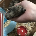 6月生まれのヒメハリテンレックちゃんの里親探し