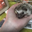 生後2ヶ月のハリネズミの赤ちゃん