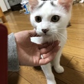 ハチワレはっちゃん！