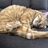 寝る子だから「ねこ」