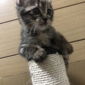 おとなしめのキジ猫女の子 誕生日01/04