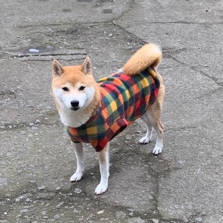 おっとりした柴犬の女の子です。