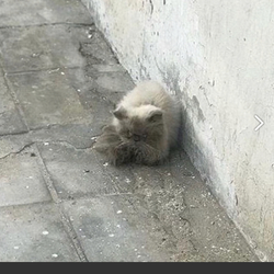 サウジアラビアの猫(猫が傷ついた画像含みます)