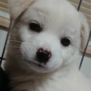 【保健所引き出し】カワイイ子犬てす❗️