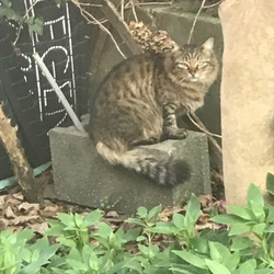 久留米市/長毛キジトラ♀ 里親募集