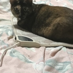 久留米市/サビ猫♀ 里親募集