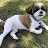 トリミング後、公園での写真