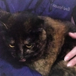 サビ猫ガリちゃん里親さん決定