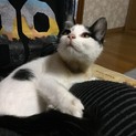 ハチワレ？三毛猫？元気いっぱいのりまき君