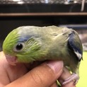 マメルリハ ダークグリーン