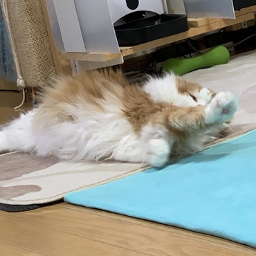 のびのび、コロコロ。