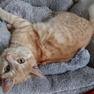 募集一旦停止☆可愛い茶トラの福ちゃん