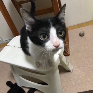 人馴れ◎奈良市保健所委託譲渡のチョコレートくん