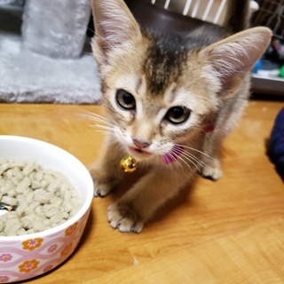 アビシニアンの子猫