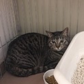 里親決定致しました。保護猫ちゃん1歳