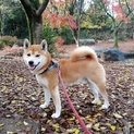 京都はんなり柴犬「へいちゃん」、緊急里親募集❗