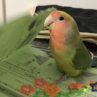 コザクラインコ(タイガーチェリー)