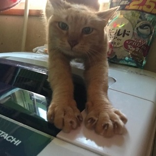 撫でてもらうのが大好きなちゃん太