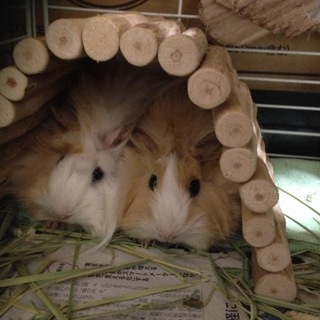 姉妹のペルビアンモルモット募集！