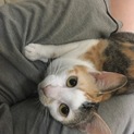姫ちゃんの飼い主になってくれる方……