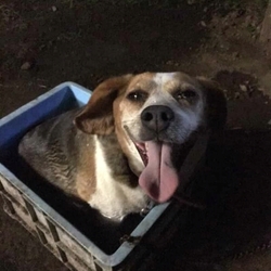 宇都宮市内下栗町　ビーグル犬　毒物