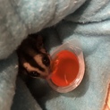 モモンガ8カ月のメス
