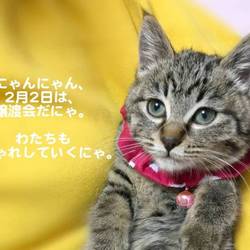 ＊子猫〜中猫譲渡会＊一時預かりボランティアさん募集説明会
