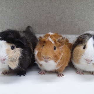 モルちゃん3匹を可愛がって頂ける方