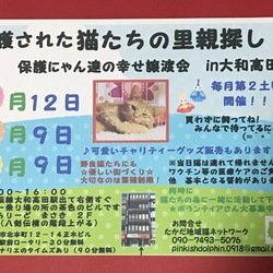 保護にゃん達の幸せ譲渡会in大和高田市