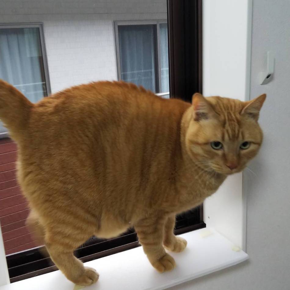 にののカバー写真