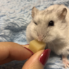 はらす
