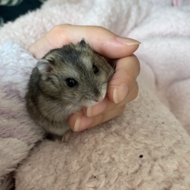 はらすのカバー写真