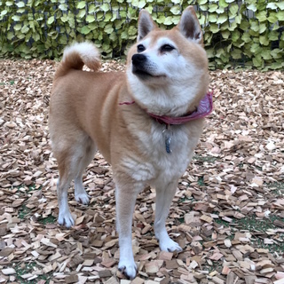 マイペースな小型柴のくるみちゃん♫