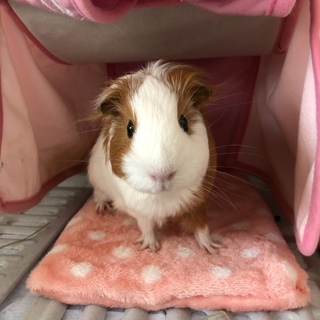 毛並みが綺麗なシェルティモルモットの女の子♡