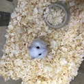 白くて可愛いハムスター里親募集
