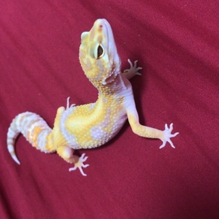 ヒョウモントカゲモドキ2匹の里親さん募集です