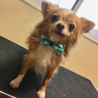 チワワの男の子里親募集します。