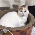 一途なマンチカン