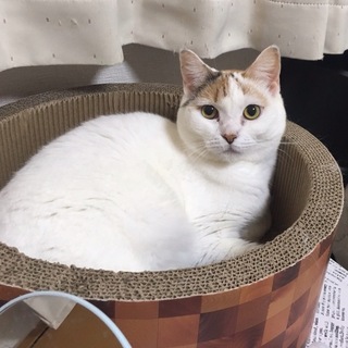 一途なマンチカン