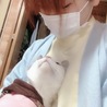 安ひな