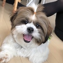 とっても人が大好きなシーズーの男の子です！