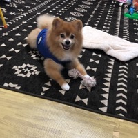クー