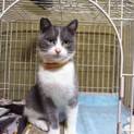 美猫。グレーハチワレ子猫
