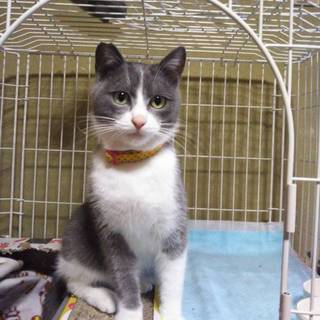 美猫。グレーハチワレ子猫