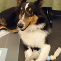ありがとうございました☆シェルティ♂トライ