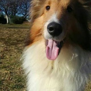 ありがとうございました！～２歳シェルティ◎