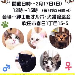 紳士服オルボの犬・猫譲渡会