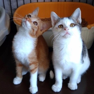 茶白のココとタレ目のハチくんペア